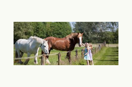 Bungalow Het Caitwickerzand op de Veluwe met paardenweide VMP024